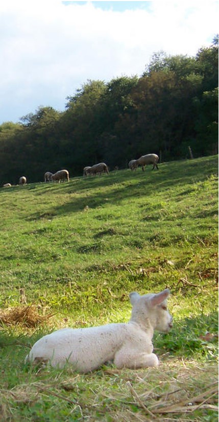 Sheep grazing on a hillside farm — one of The French Laundry's partner producers